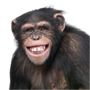 cosmos the chimp model